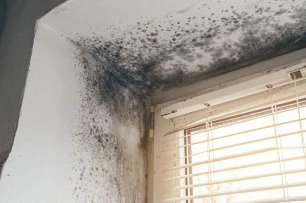 Affordable Black Mold Remediation solutions in Woodbine, MD