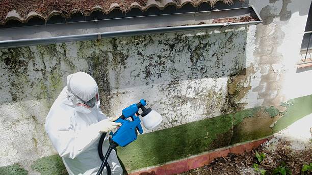 Top rated local Black Mold Remediation specialists in Woodbine, MD